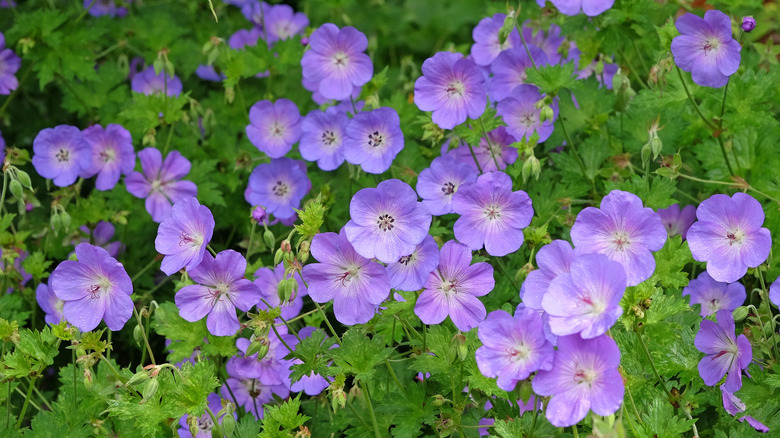 Close-up of cranesbill geraniums in a garden