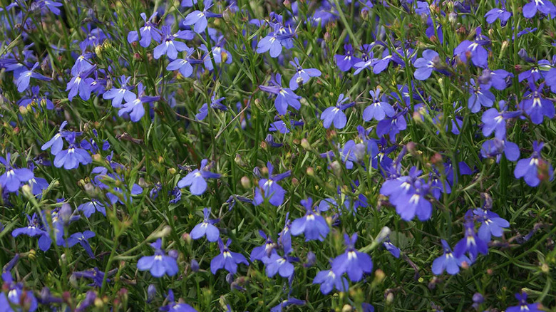 Close-up of Lobelia many 'Sapphire' flowers in a green field.