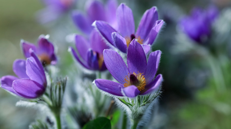 Close-up of a pasque flower with its purple blooms and hairy stems.