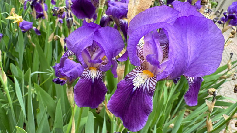 Close-up of a reticulated iris in a garden.