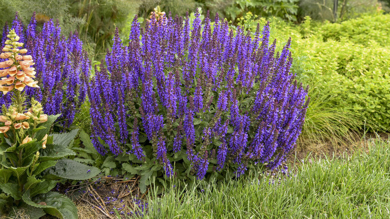 Close-up of a mound of Salvia 'Violet Profusion' blooming next to other plants in a garden.