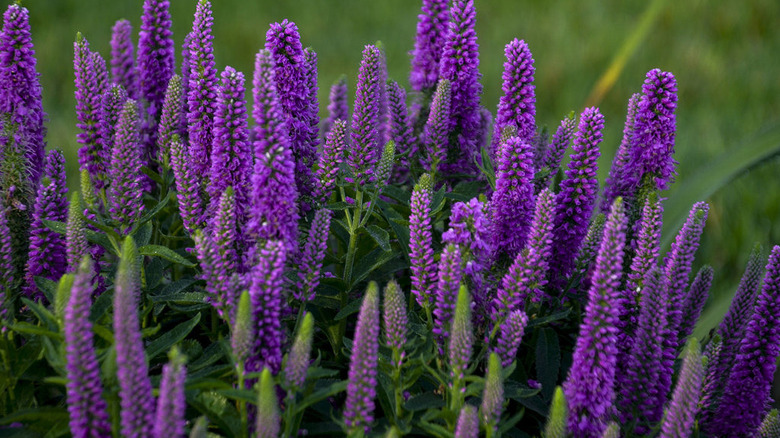 Close-up of deep purple Speedwell 'Magic Show Purple Illusion' in a garden.