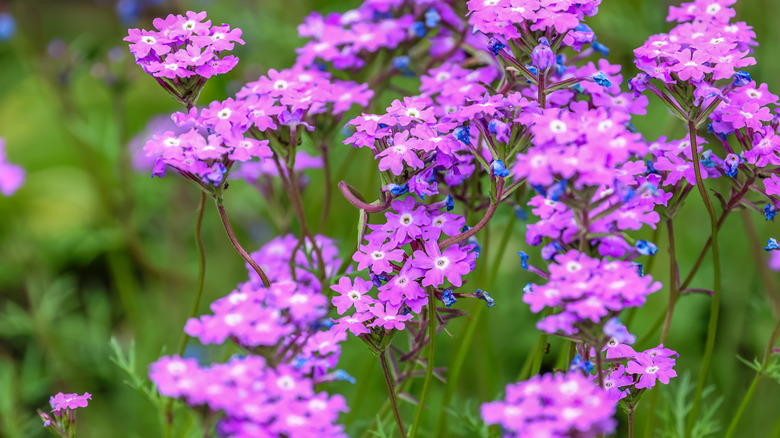 Close-up of light purple verbena blooms in a field.