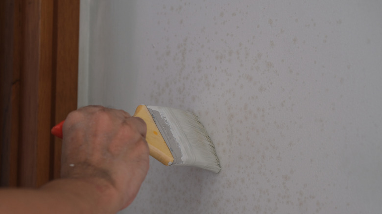Close-up of a hand painting a moldy wall
