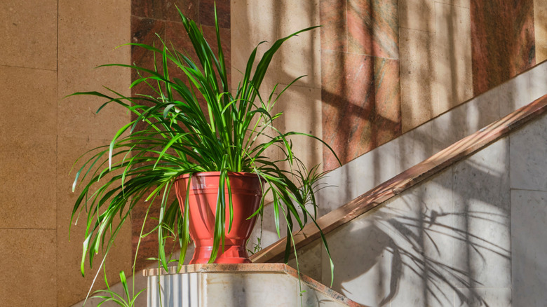 Spider plant in a red pot on a stair's banister