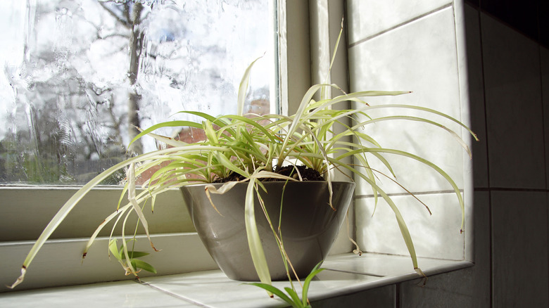 A dying spider plant on a window sill