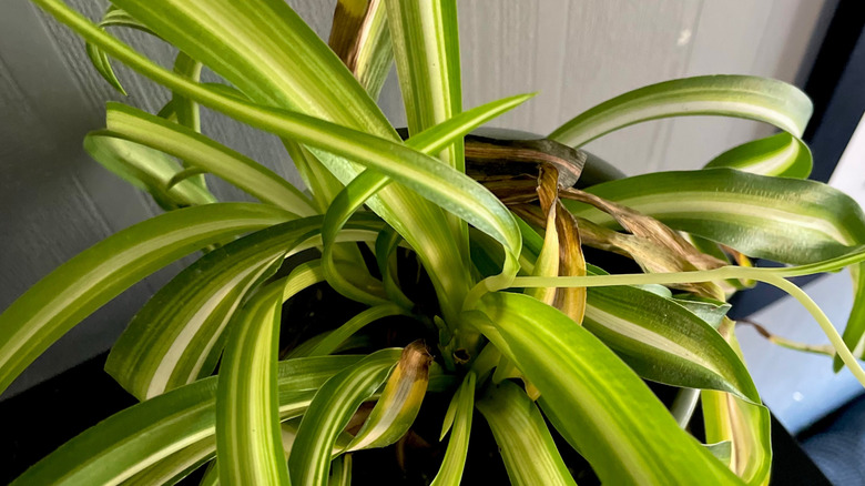 Spider plant with a few browning leaves
