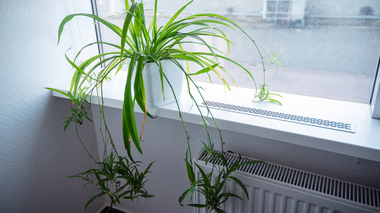A drooping spider plant placed near a radiator