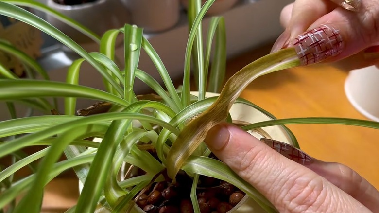 Fingers holding brown leaves of a spider plant