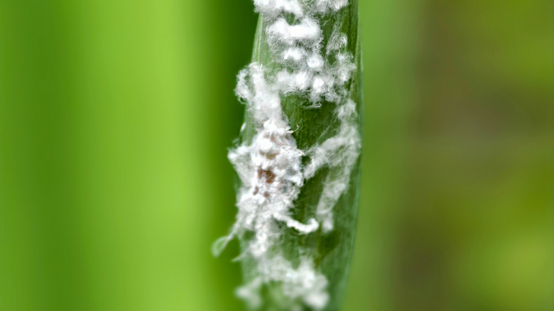 White-colored mealy bugs on the stem of a plant