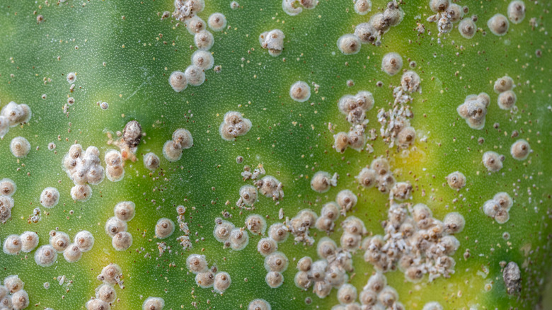 Ants near a scale insect on the leaf of a plant