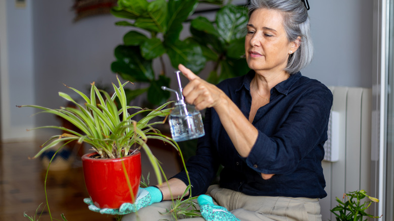 Woman wearing gardening gloves holding a pot of spider plant and watering it