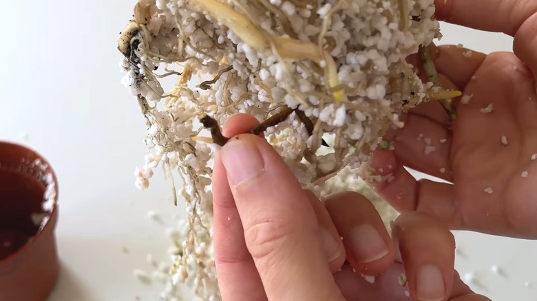 Rotting roots of a spider plant