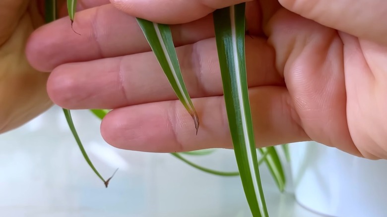 Close up of the leaves of an underwatered spider plant