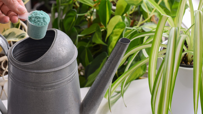 Hand adding a scoop of fertilize to a watering can placed near a snake plant