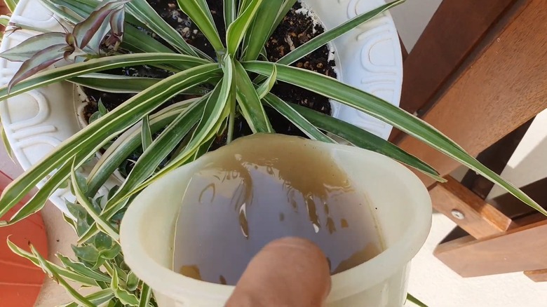 Giving fertilizer-mixed water to a spider plant