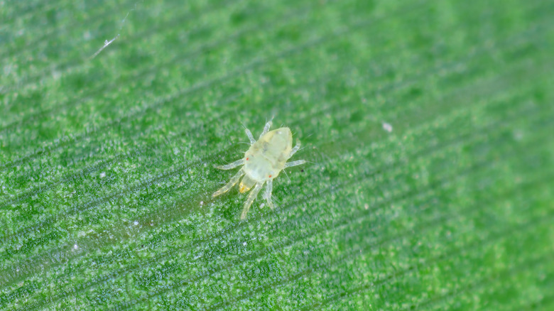 A closeup of a spider mite on a life