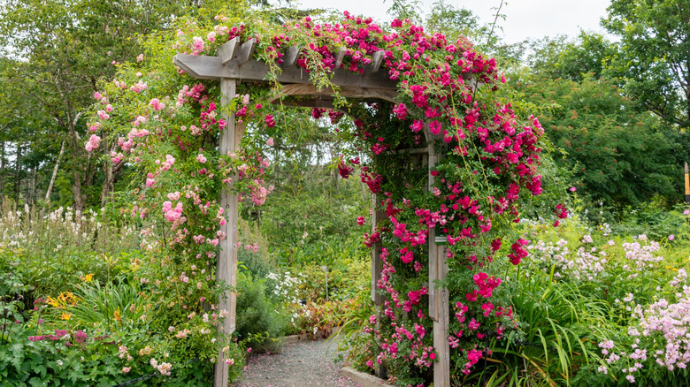A garden arbor covered in climbing flowers.