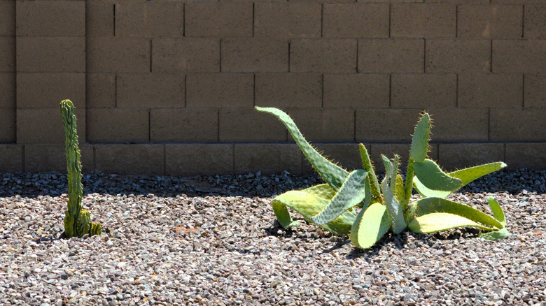 Two cacti planted in gravel in front of a brick wall.