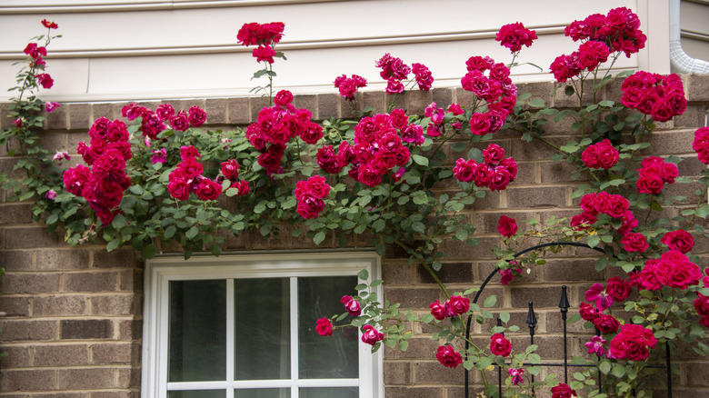 Red climbing roses around a window frame on a brick home