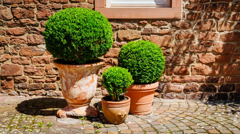 Three potted topiary shrubs against a brick wall.