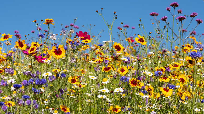 Field of multi-colored flowers