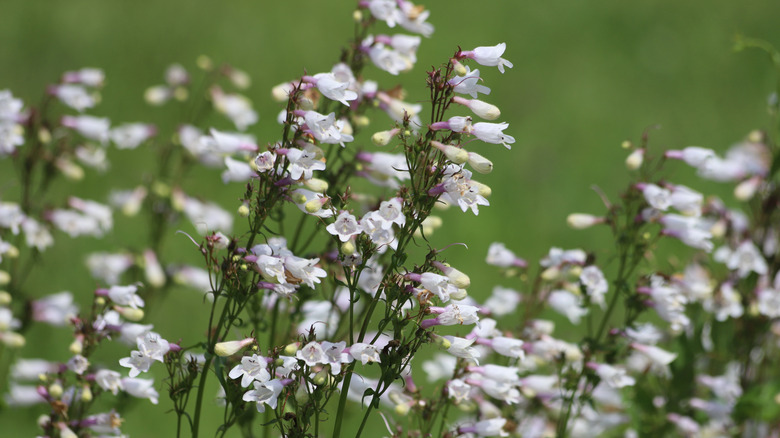 A mass of white beardtongue growing in the foreground against a green background