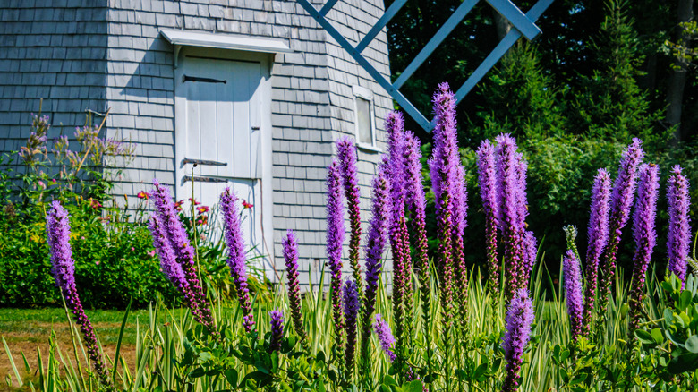 A flower bed filled with purple blazing star in front of an old windmill