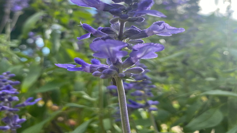A close-up of a blue sage flower in front of a blurry background of other sage flowers