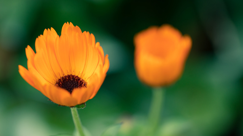 One semi-open orange calendula flower in the foreground with a blurry, close flower in the background
