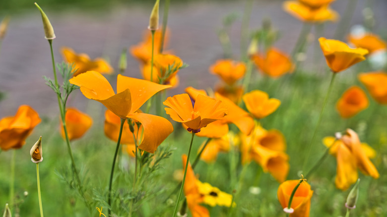 A close-up of orange California poppies in a garden bed
