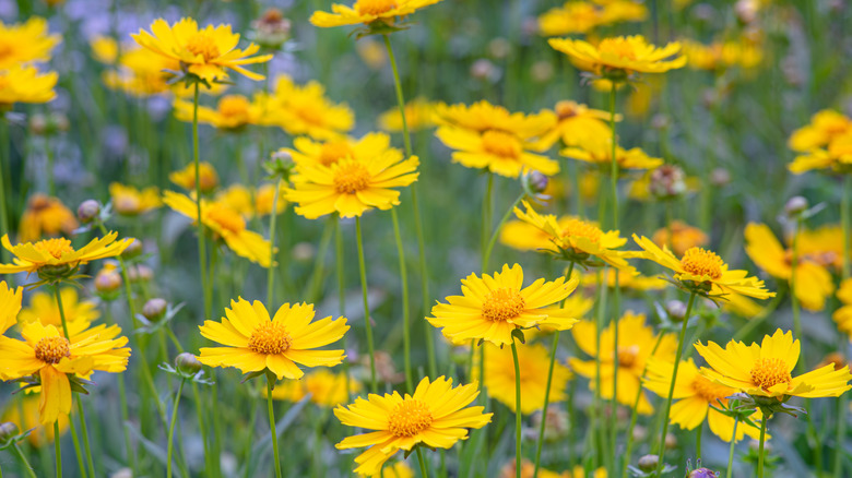 A close-up of bright yellow coreopsis flowers blooming in a field