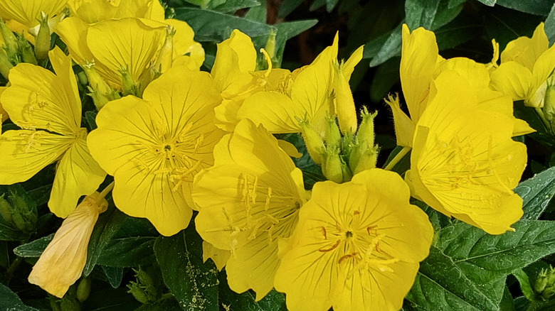 A close-up of a cluster of yellow evening primrose flowers