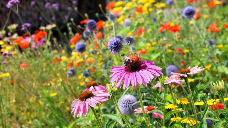 Coneflower, poppies, globe thistle, and other flowers in a vibrant garden bed of wildflowers