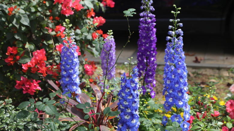 Five blue and purple larkspur in a garden with other plants