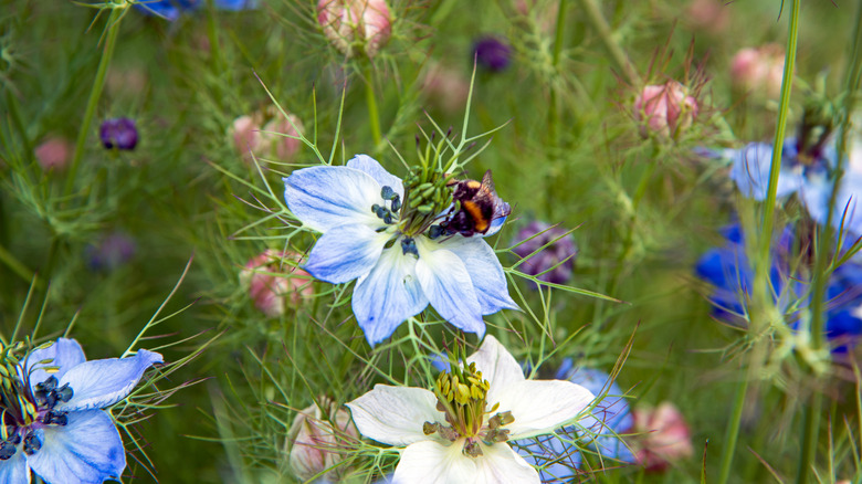 A bee collects pollen from a blue love-in-the-mist flower in front of blurry flowers in the background