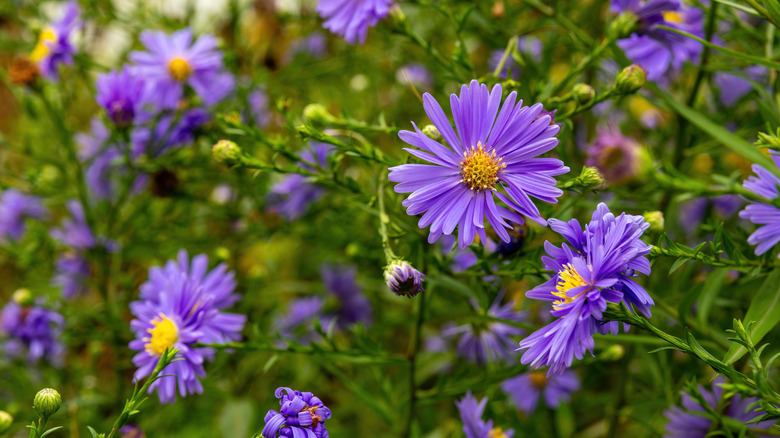 Close-up images of many purple New England aster flowers against a green, leafy background