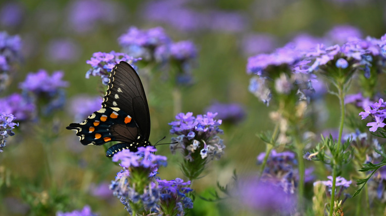 A painted lady butterfly resting on a purple prairie verbena flower