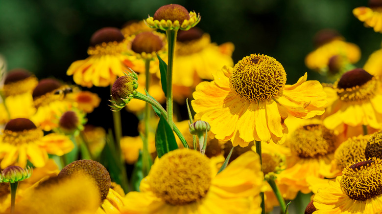 A close-up picture of a cluster of yellow sneezeweed in bloom
