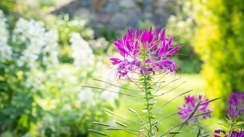 Dark pink spider flowers in the foreground of an image in a green garden