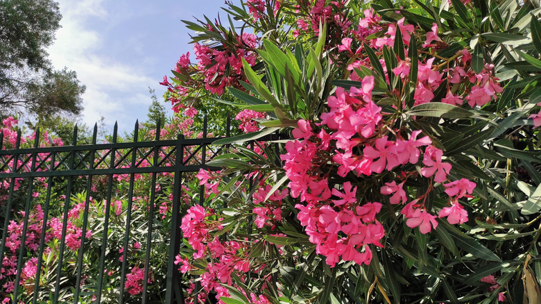 Oleander shrub growing against a fence