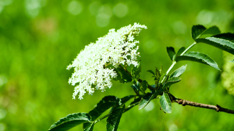 flowers of an American elderberry shrub