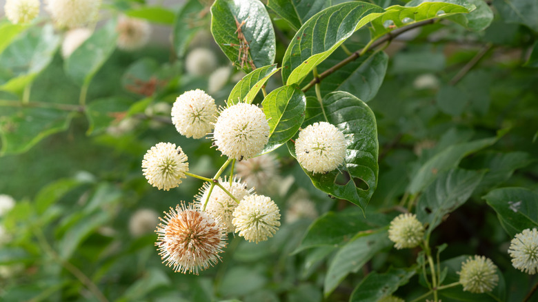 Buttonbush blooms surrounded by green leaves