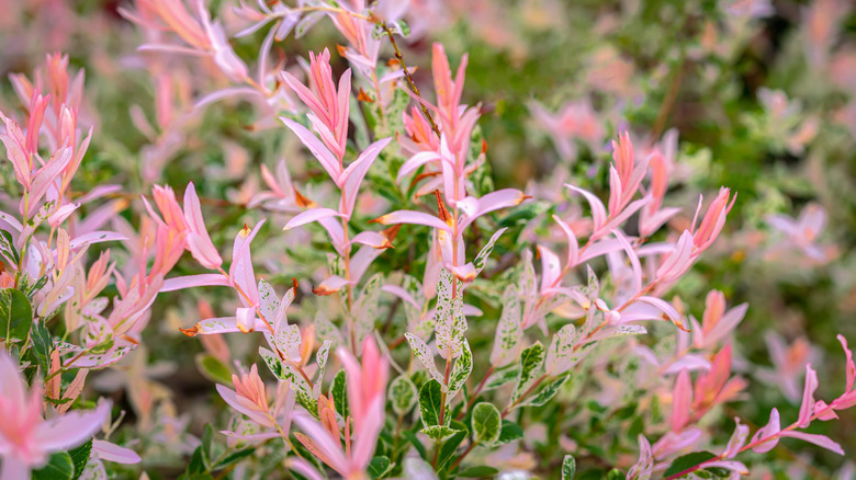Pink and Green Variegated Leaves of a dappled willow shrub