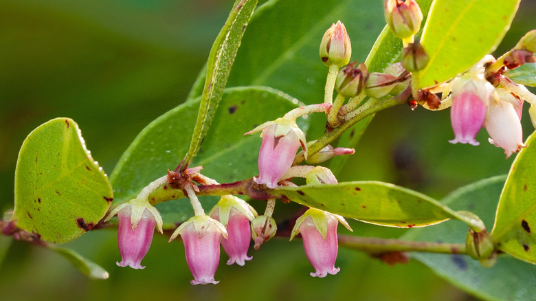 The light pink urn-shaped flowers of Fetterbush