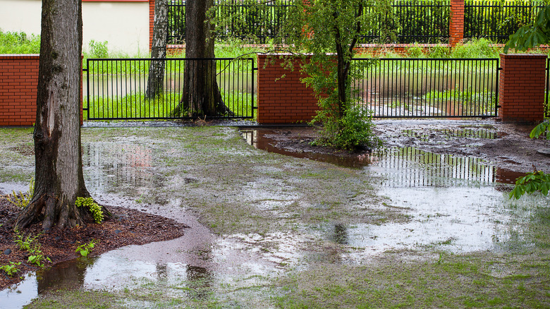 15 Shrubs That Can Handle Your Wet Garden Soil