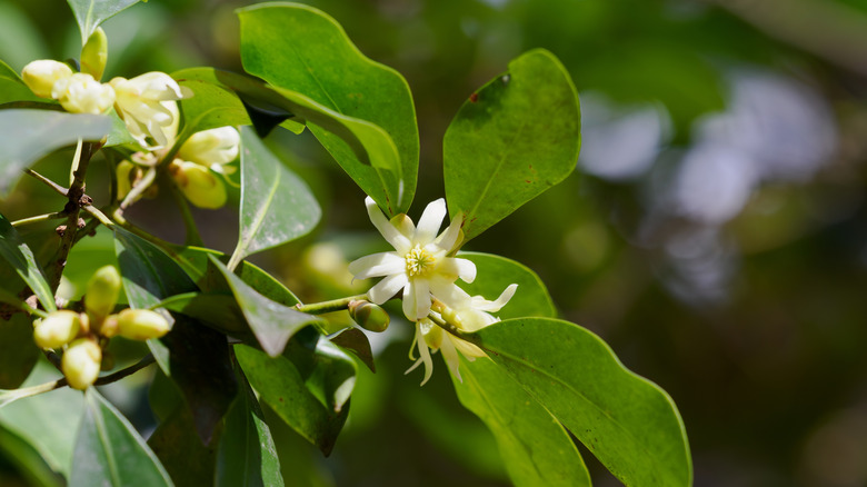 Japanese star anise flowers and evergreen leaves