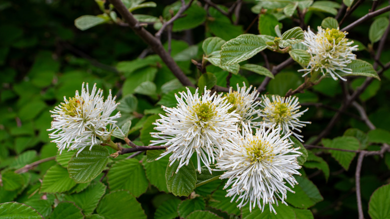 the flowers of Large Fothergilla blooming in a garden