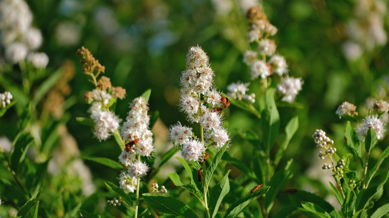 a blooming White Meadowsweet (Spiraea alba) plant