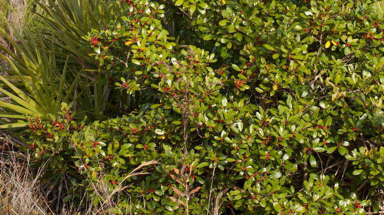 Myrtle Leaf Holly shrub